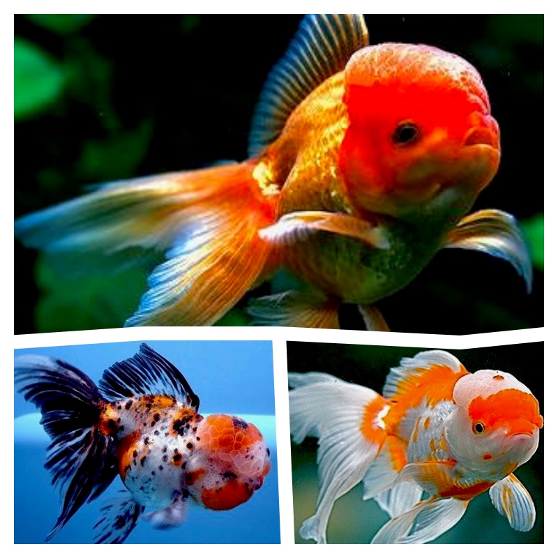 Or.leeuw.kp.mix 7-8    met rugvin